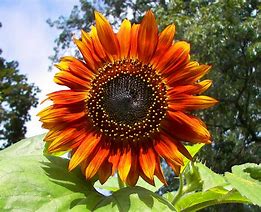 Image result for Sunflower Bloom