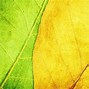 Image result for Green and Yellow Images