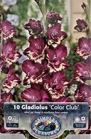 Image result for Gladiolus Colour Club