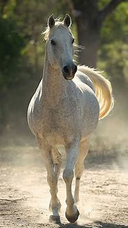 Image result for Horse Phone Backgrounds
