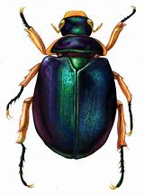 Image result for pictures of scarab
