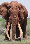 Image result for Largest Elephant Alive
