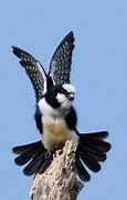 Image result for falconete
