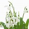 Image result for Galanthus elwesii Jubilee Green