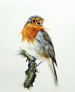 Image result for Robin Art