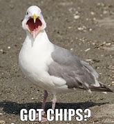 Image result for Funny Seagull Memes