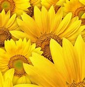 Image result for Yellow Nature Phone Wallpaper