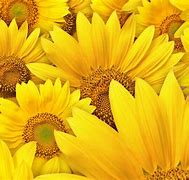Image result for Yellow iPhone Walpaper