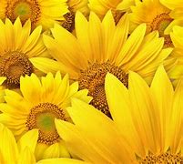Image result for Wallpapers Art Laptop Yellow