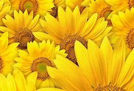 Image result for Yellow Wallpaper Designs Free to Download
