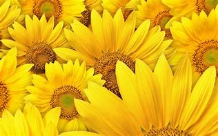 Image result for Yellow Theme Wallpaper Portrait
