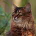Image result for Red-Brown Cat with Green Eyes