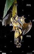 Image result for Cynopterus