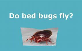 Image result for Ravenous Bed Bug Emoji