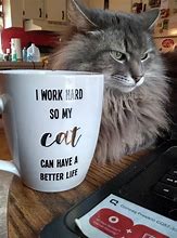 Image result for Help the Sick Cat