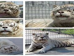 Image result for Down Syndrome Tiger Meme