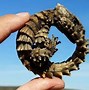Image result for Armadillo Lizard in South Africa