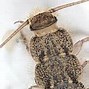 Image result for silverfish