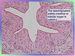 Image result for Lumen Epithelial Tissue