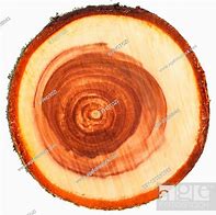 Image result for Apple Tree Trunk