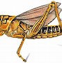 Image result for Grasshopper Drawing