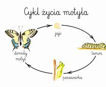 Image result for cykl_życiowy