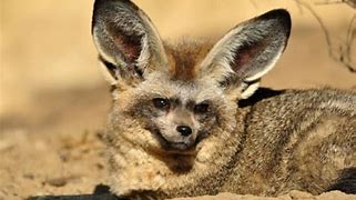 Image result for Bat Ear Fox