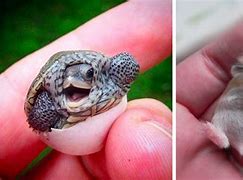 Image result for World's Cutest Baby Animals