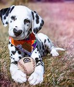 Image result for Smart Heart Dog Puppy