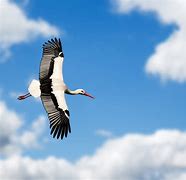 Image result for Animals Flying in the Air