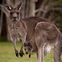 Image result for Kangaroo Family