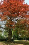 Image result for Fagus sylv. Cockleshell
