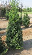 Image result for Taxus baccata Litfass