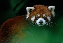 Image result for WWF Red Panda