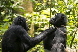 Image result for Bonobo Reaching Out