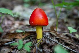 Image result for Mushroom Forest