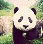 Image result for Osos Panda Bebe