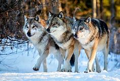 Wolves improve the genetic fitness of moose populations • Earth.com