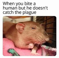 Image result for Giant Rat Meme