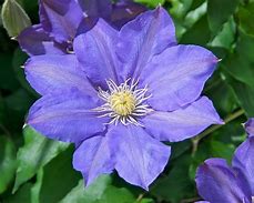 Image result for Inage of Purple Clematis