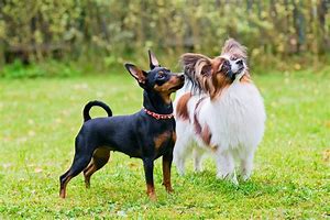 Image result for Toy Dog Breeds with Names