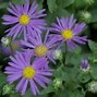 Aster amellus Blue King に対する画像結果