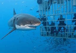 Image result for Great White Back to the Rhythm