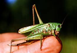 Image result for Cricket Insect Facts