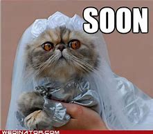 Image result for Cat Wedding Meme