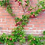 Image result for Espalier Fruit Tree Supports