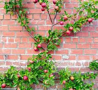 Image result for Espalier On Brick Wall