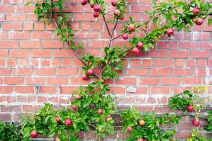 Image result for Pomegranate Espalier