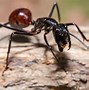 Image result for Biggest Ant Species in the World