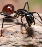Image result for Biggest Ant